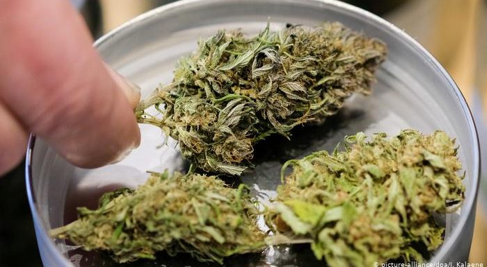 Global marijuana use rose by 60 percent over the past decade