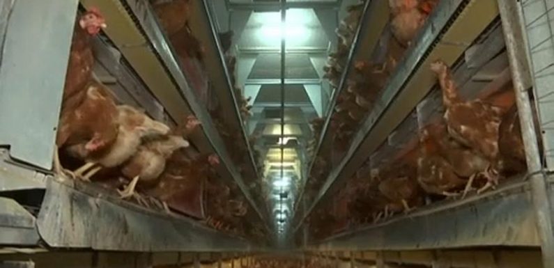 Un million de signatures contre les cages pour les animaux