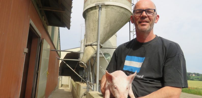 Bretagne: La peste porcine africaine fait les affaires des éleveurs