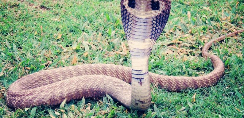 Etats-Unis: Une septuagénaire tue un cobra à coups de pelle