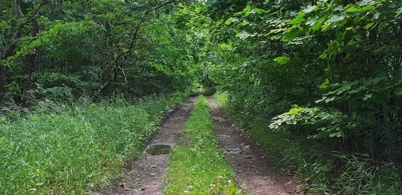 La nature, bouleversée par l’Homme, encore plus fragile en Ile-de-France