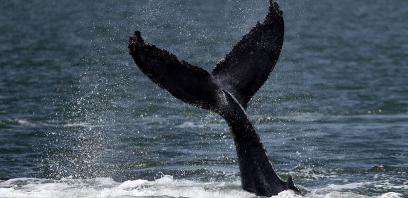 Islande: Les armateurs renoncent à la chasse à la baleine cet été