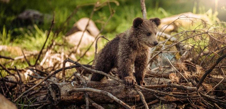 VIDEO. L’ourson Douillous pourra-t-il retourner à la vie sauvage dans les Pyrénées (et survivre) ?