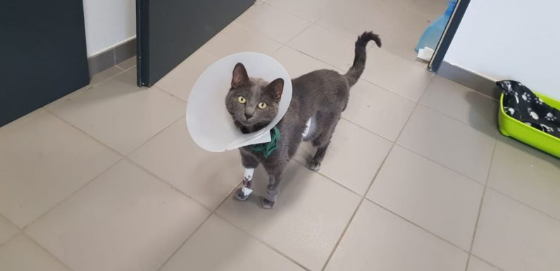 Lyon: Des chirurgiens réalisent une transplantation rénale sur un chat et le sauvent, une première