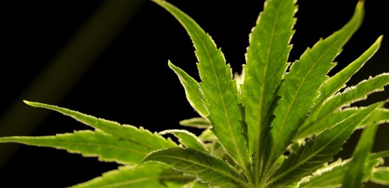 Des économistes conseillant Matignon appellent à légaliser le cannabis