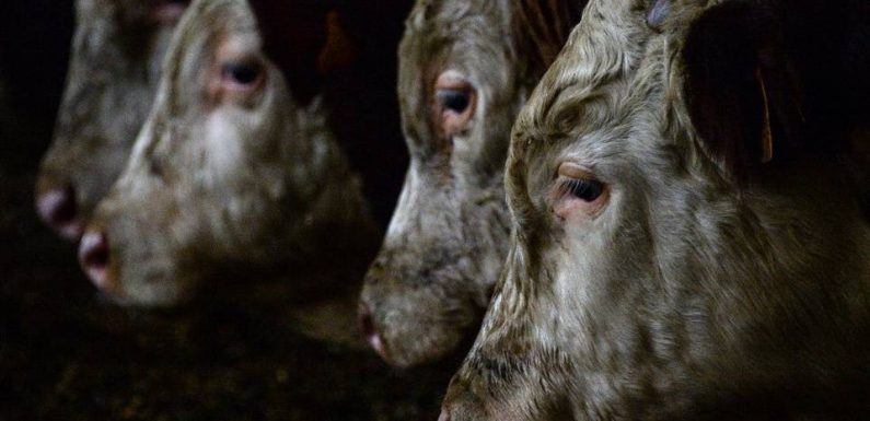 «Vaches à hublot» : Les laboratoires «passent un peu à côté de la réglementation» sur la cruauté envers les animaux
