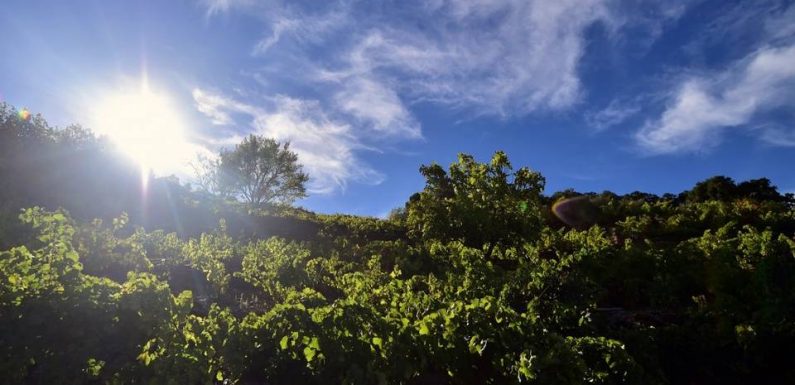 Canicule: Des vignes comme «brûlées au chalumeau» dans le Gard et l’Hérault