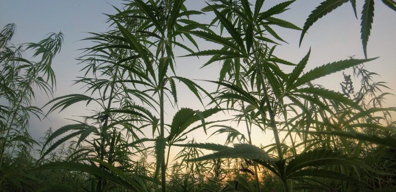 Comment l’État va planter la légalisation du cannabis