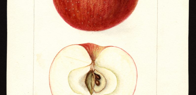In 1886, the US Government Commissioned 7,500 Watercolor Paintings of Every Known Fruit in the World: Download Them in High Resolution