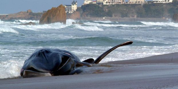 Six baleines noires retrouvées mortes au Canada en un mois
