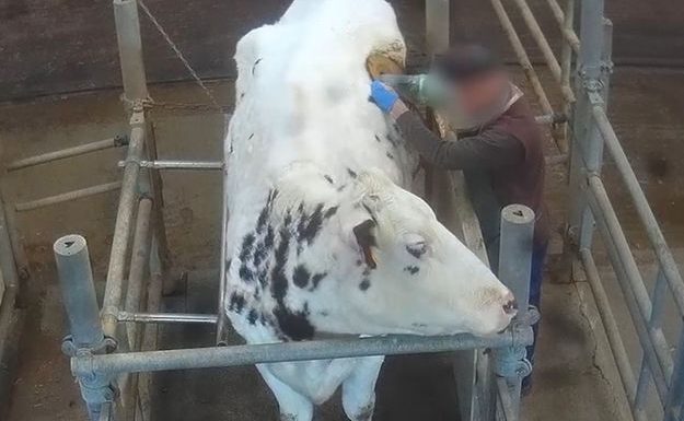 Vaches à hublot : les images du cauchemar