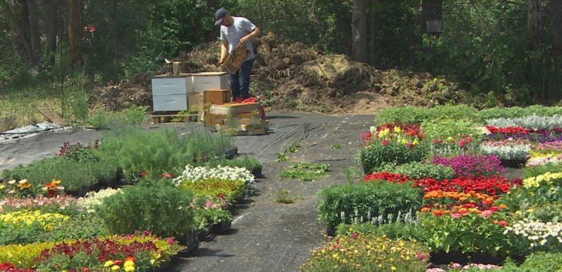 Faciliter la vie des abeilles qui nous entourent, en trois étapes