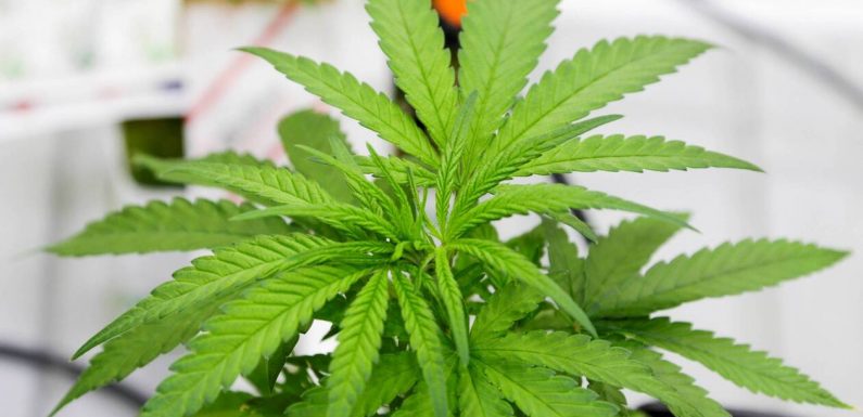 La légalisation du cannabis récréatif pourrait rapporter 2,8 milliards d’euros selon des économistes