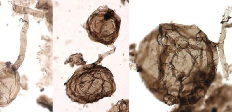Les plus anciens champignons de la Terre sont vieux d’un milliard d’années