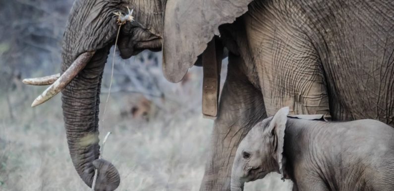 Vidéo choc d&rsquo;un zoo thaïlandais : les animaux souffraient le martyre pour divertir les touristes