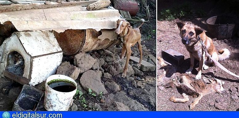 « Îles Canaries : des milliers d’animaux victimes de mauvais traitement, attachés, sans eau ni nourriture. » // El Digital Sur // 28.05.19