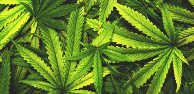 Vers la légalisation de la drogue