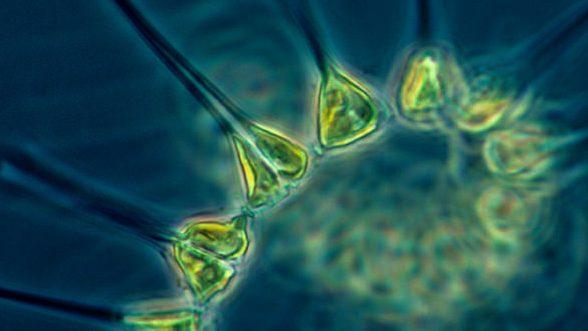 Climate change is threatening the microscopic creatures our lives depend on