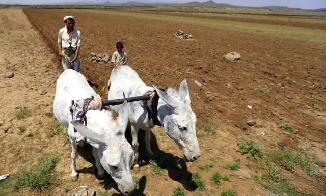 ONU L’envoi d’aide alimentaire au Yémen suspendu