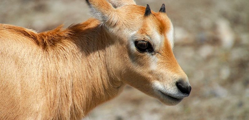 Déjà menacée, l’antilope du Tibet est massacrée pour fabriquer des écharpes destinées aux plus aisés