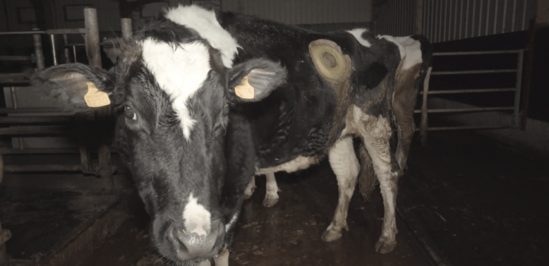 Souffrance animale : des hublot greffés sur l’estomac des vaches pour étudier leur productivité