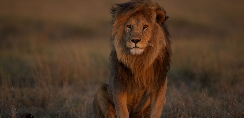 La moitié des lions africains ont disparu ces 25 dernières années