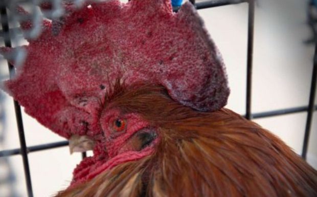 Le coq Maurice jugé pour ses vocalises