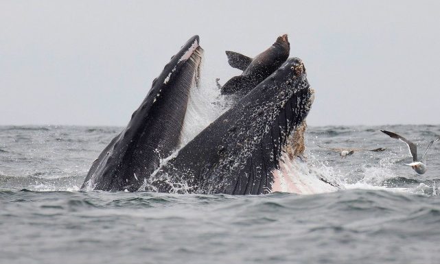 Rarissime photo d’un lion de mer tombant dans la gueule d’une baleine