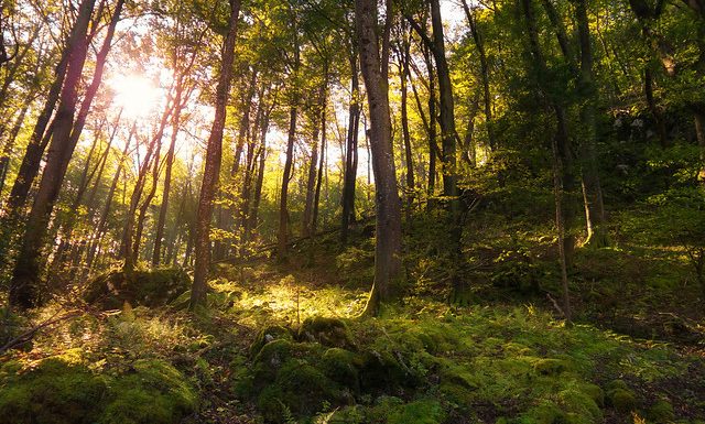 La Terre devient plus verte : pourquoi il faut s’en réjouir