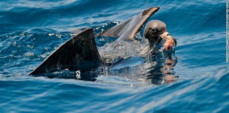 Plastic pollution is making seabirds smaller and sicker, a study has found