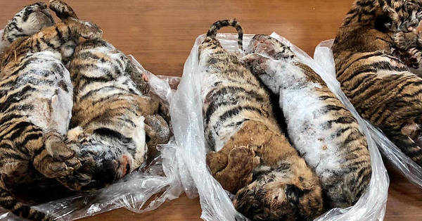 Vietnam : sept tigres congelés dans le coffre d’une voiture
