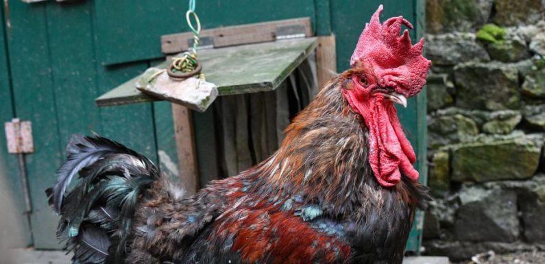Du poulailler au tribunal : comment le coq Maurice se retrouve jugé pour avoir chanté trop fort et trop tôt