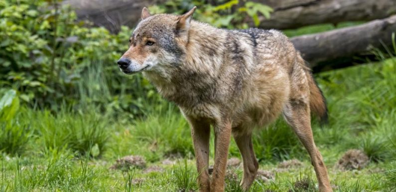Meurthe-et-Moselle : la préfecture va autoriser l&rsquo;abattage du seul loup du département
