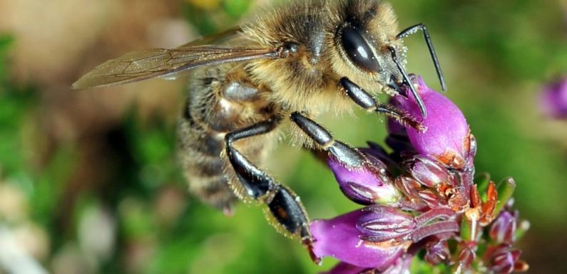 Puy-de-Dôme : des habitants d’un village se plaignent des déjections d’abeilles, le maire exprime son ras-le-bol des « néo-ruraux »