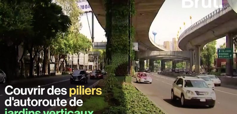 VIDEO. Pour dépolluer, Mexico investit dans des murs végétaux