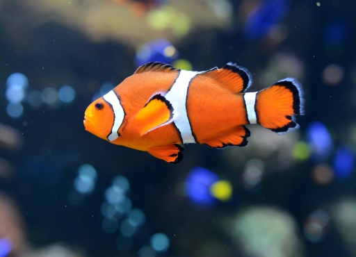 Petit poisson n’éclora pas : la faute à la pollution lumineuse