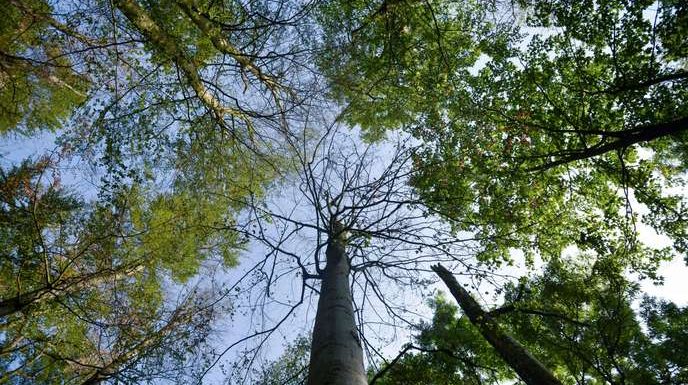L’arbre zombie qui pourrait changer notre regard sur la forêt