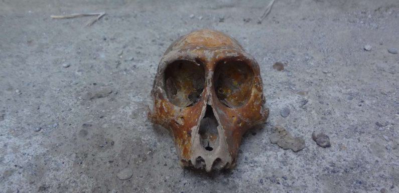 Les premières violences entre êtres humains remonteraient à 30.000 ans