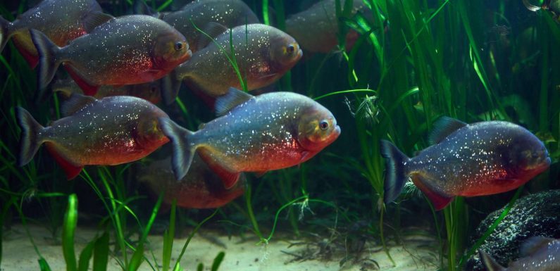 Biodiversité : 7.000 espèces de plus sont menacées d’extinction, alerte l’UICN