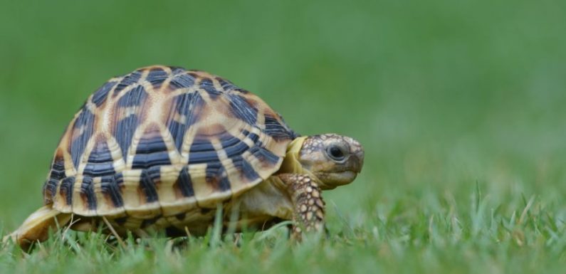 Vos vieux soutifs peuvent sauver des tortues