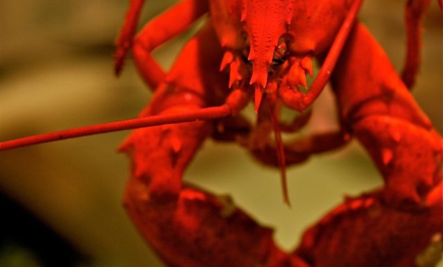 En vedette cet été : le homard breton