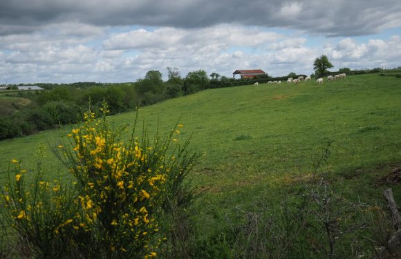 Municipales à «Trifouillis-les-Oies» : LREM opte pour le décalage pour former ses futurs candidats