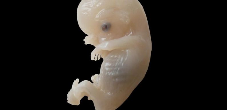 Le Japon autorise la création d’embryons humains-animaux