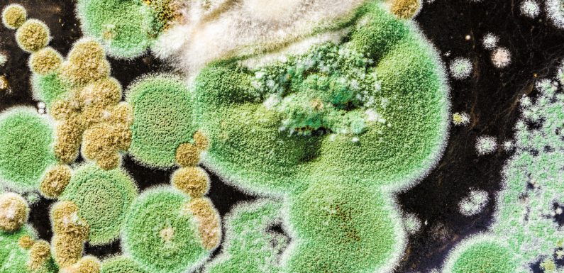 Réchauffement climatique : ces champignons mortels tuent des patients