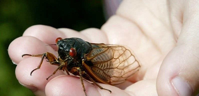 Les infos de 18h – Dordogne : gêné par les cigales, il veut désinsectiser son jardin