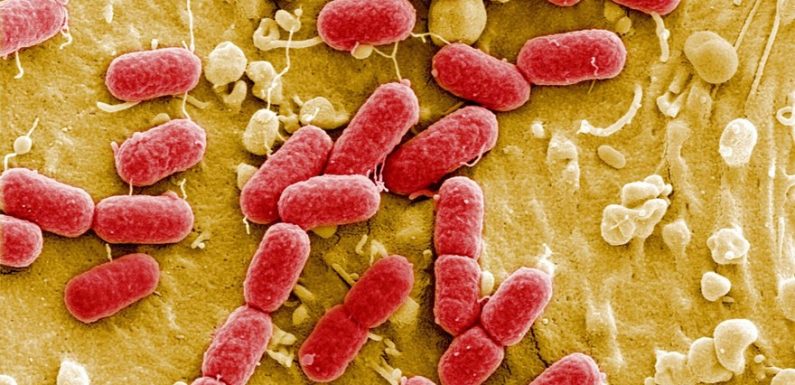 Une bactérie ultra-résistante se propage en Europe