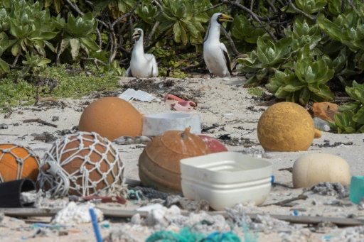 Au milieu du Pacifique, l’île Henderson, paradis perdu par le plastique