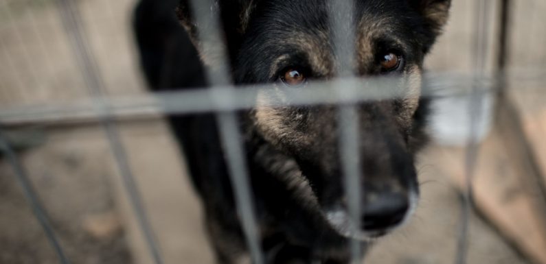 Depuis le début de l’été, 8053 animaux domestiques ont été abandonnés