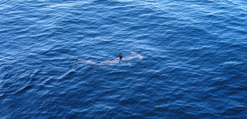 Réchauffement climatique : un requin marteau observé pour la première fois près des côtes irlandaises