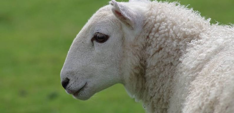 Aube: Les animaux d’une ferme pédagogique battus à mort